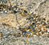 PEBBLES - GEORGIAN BAY