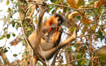 Capped Langur