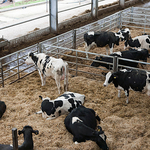 Milking Parlour - 33