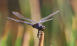 Dragonflies _0029
