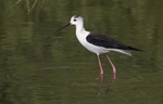 Black Winged Stilt