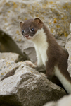 Stoat Kit. Conwy, ref st 2