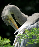 Grey Heron