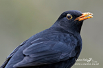 Blackbird m 060313-245
