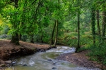 Early Autumn Brook No.2