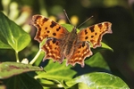 Comma