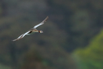 Great Crested Grebe banking, Farmoor Reservoir