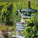 Vineyards & Vines / Weinberge & Reben portfolio