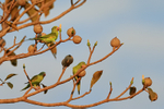 Yellow-chevroned Parakeet portfolio