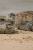 Common Seal