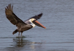  Pelicans _0021