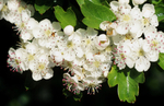 Crataegus Monogyna