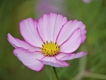 Cosmos Glory