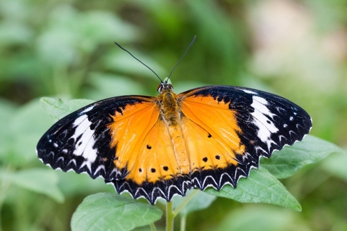 Danaus chrysippus, also known as the Plain Tiger or African Monarch, is a medium-sized, butterfly widespread in Asia…