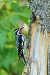 Yellow-bellied Sapsucker (male), Minnesota, USA