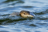 Great Northern Diver swimming low in the water, Farmoor Reservoir