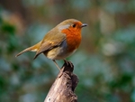 Robin