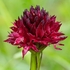 Vanilla orchid (Nigritella nigra ssp rhellicani)