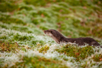 european otter lutra lutra-0665