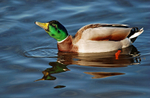 Mallard