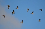 Barnacle Geese