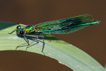 Banded Demoiselle Damselfly - Female