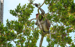 Probiscus monkey male