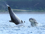 Bottlenose Dolphin calf jumping next to a somersaulting adult