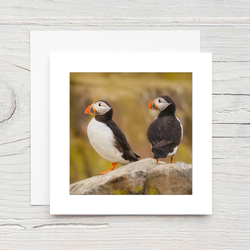 Puffins