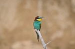 European Bee-eater