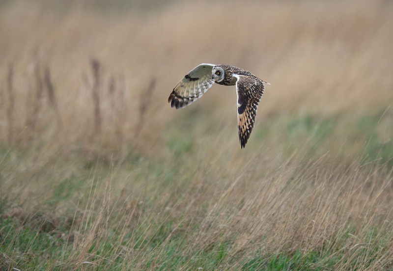 Short Eared Owl
