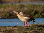 Egyptian Geese