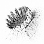 Poppy Head 03