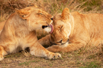 African Lion