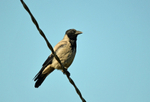 Hooded Crow