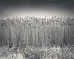 Black & White Photograph Reed Bed High Royds Menstone