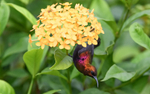 Copper sunbird