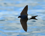 House Martin flying low over the water at Farmoor Reservoir
