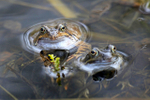 Common Frogs spawning, Bristol, BR_003
