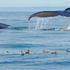 Humpback Whales Red Phalaropes Commensalism
