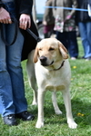 Class 3 Most Handsome Dog portfolio