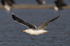 Great Black-backed Gull in flight low over Brownsea lagoon