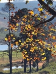 Autumn On Blueberry Heights Farm, South Africa
