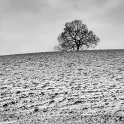 Hilltop white Oak