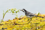 20150509-8E0A9169-3491