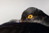 Magellanic Oystercatcher eye close-up, Carcass Island, Falklands