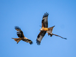 Red Kite