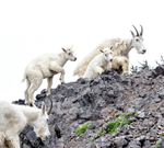 Mountain goat nannies & kids