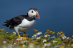 Puffin