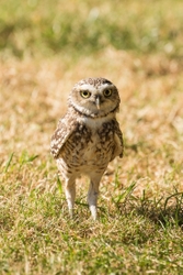 Burrowing Owl Eyes